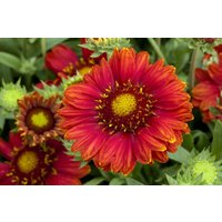 Kategorie <b>Produkt nicht gewünscht </b> - Gaillardia ar. Mesa Red 2 Liter Container (Wuchs jahreszeitlich)