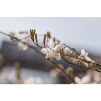 Kategorie <b>Produkt nicht gewünscht </b> - Gaura lindheimerii Elurra 2 Liter Container (Wuchs jahreszeitlich)