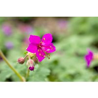 Kategorie <b>Stauden </b> - Geranium macrorrhizum 'Czakor' 2 Liter Container (Wuchs jahreszeitlich)