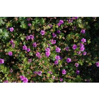 Kategorie <b>Stauden </b> - Geranium sanguineum 'Dilys' 2 Liter Container (Wuchs jahreszeitlich)