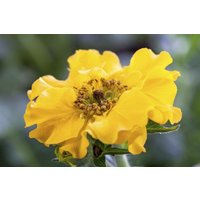 Kategorie <b>Produkt nicht gewünscht </b> - Geum Lady Stratheden 2 Liter Container (Wuchs jahreszeitlich)