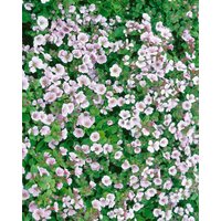 Kategorie <b>Stauden </b> - Gypsophila cerastioides 'Pixie Splash' 2 Liter Container (Wuchs jahreszeitlich)