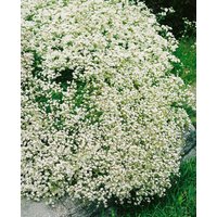 Kategorie <b>Produkt nicht gewünscht </b> - Gypsophila fastigiata 'Silverstar' 2 Liter Container (Wuchs jahreszeitlich)