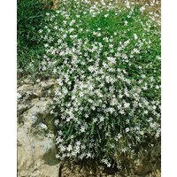 Kategorie <b>Stauden </b> - Gypsophila repens 'Alba' 2 Liter Container (Wuchs jahreszeitlich)