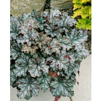 Kategorie <b>Stauden </b> - Heuchera micrantha 'Can Can' 2 Liter Container (Wuchs jahreszeitlich)
