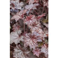 Kategorie <b>Produkt nicht gewünscht </b> - Heuchera micrantha 'Palace Purple', gen. 2 Liter Container (Wuchs jahreszeitlich)