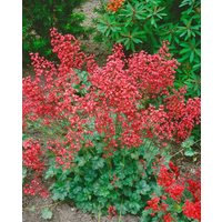 Kategorie <b>Produkt nicht gewünscht </b> - Heuchera sanguinea 'Coral Forest' -R- 2 Liter Container (Wuchs jahreszeitlich)