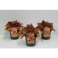 Kategorie <b>Stauden </b> - Heuchera villosa 'Marmalade' -R- 2 Liter Container (Wuchs jahreszeitlich)