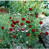 Kategorie <b>Stauden </b> - Knautia maced. Red Knight 2 Liter Container (Wuchs jahreszeitlich)