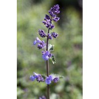 Kategorie <b>Produkt nicht gewünscht </b> - Nepeta x faassenii 'Walker's Low' 2 Liter Container (Wuchs jahreszeitlich)