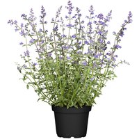 Kategorie <b>Produkt nicht gewünscht </b> - Nepeta x faassenii 'Six Hills Giant' 2 Liter Container (Wuchs jahreszeitlich)