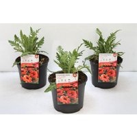 Kategorie <b>Stauden </b> - Papaver orientale 'Brillant' 2 Liter Container (Wuchs jahreszeitlich)