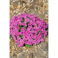 Stauden - Phlox subulata 'Zwergenteppich' 2 Liter Container (Wuchs jahreszeitlich)