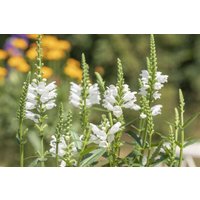 Kategorie <b>Produkt nicht gewünscht </b> - Physostegia virginiana 'Crystal Peak White' 2 Liter Container (Wuchs jahreszeitlich)