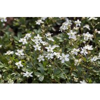 Kategorie <b>Produkt nicht gewünscht </b> - Potentilla tridentata 'Nuuk' 2 Liter Container (Wuchs jahreszeitlich)