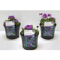 Kategorie <b>Stauden </b> - Primula denticulata 'Lilac' 2 Liter Container (Wuchs jahreszeitlich)