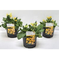Stauden - Primula veris 'Lime with Orange' 2 Liter Container (Wuchs jahreszeitlich)