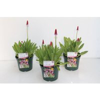 Kategorie <b>Produkt nicht gewünscht </b> - Primula vialii 2 Liter Container (Wuchs jahreszeitlich)