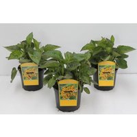 Kategorie <b>Produkt nicht gewünscht </b> - Rudbeckia fulgida sullivantii 'Goldsturm' 2 Liter Container (Wuchs jahreszeitlich)