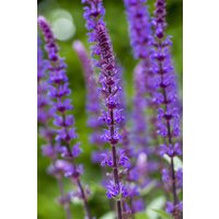 Kategorie <b>Produkt nicht gewünscht </b> - Salvia nemorosa 'Caradonna' 2 Liter Container (Wuchs jahreszeitlich)