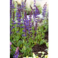 Kategorie <b>Produkt nicht gewünscht </b> - Salvia nemorosa 'Ostfriesland' 2 Liter Container (Wuchs jahreszeitlich)