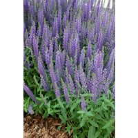 Kategorie <b>Produkt nicht gewünscht </b> - Salvia x superba Bordeau Deep Blue 2 Liter Container (Wuchs jahreszeitlich)