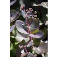 Kategorie <b>Stauden </b> - Sedum hybridum Matrona 2 Liter Container (Wuchs jahreszeitlich)