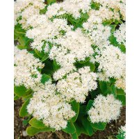 Kategorie <b>Produkt nicht gewünscht </b> - Sedum spectabile 'Iceberg' 2 Liter Container (Wuchs jahreszeitlich)