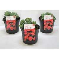 Stauden - Sedum telephium 'Herbstfreude' 2 Liter Container (Wuchs jahreszeitlich)