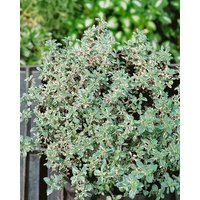 Kategorie <b>Produkt nicht gewünscht </b> - Thymus vulgaris 'Silver Posie' 2 Liter Container (Wuchs jahreszeitlich)
