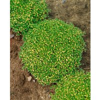 Kategorie <b>Produkt nicht gewünscht </b> - Thymus x citriodorus 'Bertram Anderson' 2 Liter Container (Wuchs jahreszeitlich)