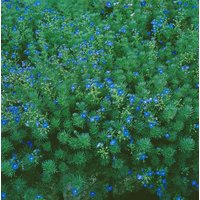 Stauden - Veronica armena 2 Liter Container (Wuchs jahreszeitlich)