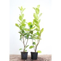 Hecken - Prunus laurocerasus 'Rotundifolia' ca. 9x9 cm Topf 60-80 cm