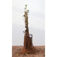 Kategorie <b>Produkt nicht gewünscht </b> - Ligustrum ovalifolium 20-40 cm