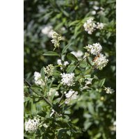 Kategorie <b>Produkt nicht gewünscht </b> - Ligustrum ovalifolium 10-20 cm