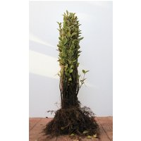 Kategorie <b>Produkt nicht gewünscht </b> - Ligustrum ovalifolium 'Aureum' 30-50 cm