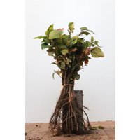 Hecken - Fagus sylvatica 15-30 cm