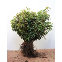 Kategorie <b>Produkt nicht gewünscht </b> - Prunus lusitanica 'Angustifolia' 30-50 cm
