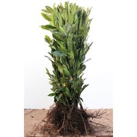 Kategorie <b>Hecken </b> - Prunus laurocerasus 'Caucasica' 60-80 cm