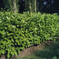 Hecken - Prunus laurocerasus 'Rotundifolia' 60-80cm