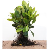 Kategorie <b>Hecken </b> - Prunus laurocerasus 'Novita' 30-50 cm