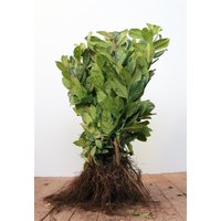 Kategorie <b>Hecken </b> - Prunus laurocerasus 'Novita' 40-60 cm