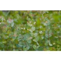 Kategorie <b>immergrüne Laubbäume </b> - Eucalyptus 'Silver Dollar'