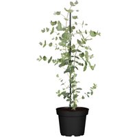 Kategorie <b>immergrüne Laubbäume </b> - Eucalyptus 'Silver Dollar' 40-60 cm