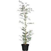 Kategorie <b>immergrüne Laubbäume </b> - Eucalyptus 'Silver Dollar' 60-80 cm