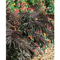 Kategorie <b>Produkt nicht gewünscht </b> - Albizia julibrissin 'Evey's Pride' 40-60 cm