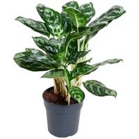 Kategorie <b>Produkt ohne Kategoriezuordnung </b> - Aglaonema Amazone Silver