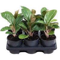 Kategorie <b>Produkt ohne Kategoriezuordnung </b> - Aglaonema Apple Fantasy