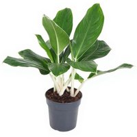Kategorie <b>Produkt ohne Kategoriezuordnung </b> - Aglaonema Cintho King