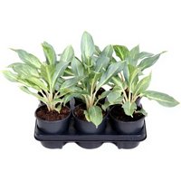 Kategorie <b>Produkt ohne Kategoriezuordnung </b> - Aglaonema Ghost